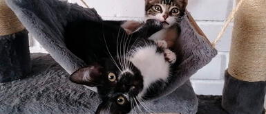 Los gatos son modelos naturales por sus poses y gestos Día Internacional del Gato: Gana premios fotografiando a tu mascota