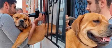 El can solo quería ir al 'baño'. Perrito queda atrapado en las rejas de su casa tras escape fallido