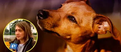 Perrito fue discriminado por señora en plena calle de Miraflores. Animalito sufre discriminación en parque de Miraflores: "¿Ese perro chusco te parece fino?