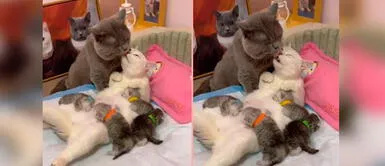 Pareja de felino tiene emotivo comportamiento junto a sus crías. Gatitos se convierten en padres y sus reacciones enternecen en las redes
