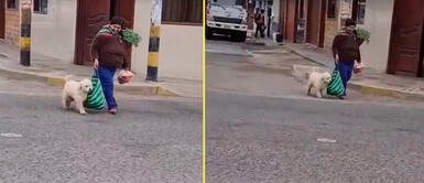 El perrito siempre se muestra colaborador con su mamá humana. Perrito que carga la bolsa de compras de su mamá humana enamora en las redes