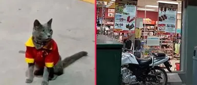 El gatito se robó las miradas de los internautas en Twitter. TikTok viral: Gatita con camisa de tienda Oxxo cautiva a miles en las redes