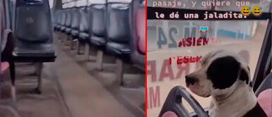 Perrito no hizo caso al cobrador y su reacción fue viralizada en TikTok Perrito no quiere pagar su pasaje en el bus: "No se haga el dormido" | VIDEO