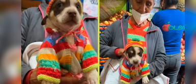 Perrito luce curioso gorrito tejido y cautiva en TikTok. Adulta mayor luce a su perrito con ropita a crochet y cautiva en las redes