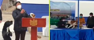 Los perros adoran a trabajadora de Chancay. Perros se meten en ceremonia municipal para dar 'besos' a trabajadora en Chancay