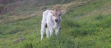 Conoce todos los detalles del becerro Brush. Conoce a Brush, el primer becerro concebido por inseminación artificial en Áncash