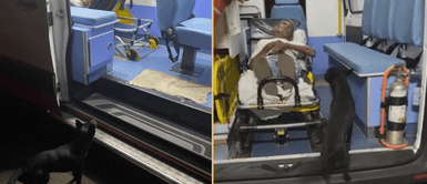 El perrito se quedó varios días esperando a su amo en el hospital. Perrito persiguió ambulancia para permanecer al lado de su dueño enfermo