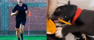 Rodrigo Cuba se muestra emotivo video con perrita. Rodrigo Cuba se muestra cariñoso con su nueva mascota y perrita lo llena a 'besos'