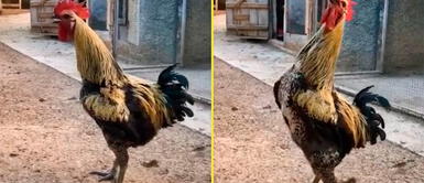 Gallito sorprende con curioso final en el video. Gallito se vuelve viral en las redes tras 'cantar' el gol | VIDEO