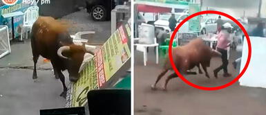 Toro desató el pánico en Lurín Toro desató el pánico en Lurín: corneó a dos personas y embistió autos