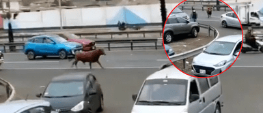 Torito perdido permaneció asustado hasta su rescate. Toro huye y ataca a personas en plena carretera: "El animal está desesperado"