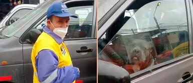 El perrito cautivó a miles de personas con su reacción. Inspectores detienen movilidad tras mal estacionamiento de perrito 'conductor'