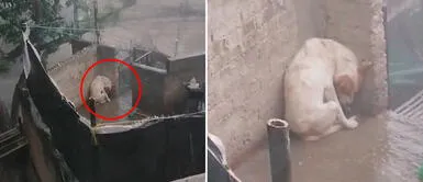 Maltrato animal sucedió en México. Perrito sufre tras ser abandonado en medio del frío y la lluvia | VIDEO