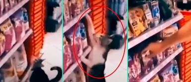 el gato demostró tener una gran personalidad y dio una lección de independencia. Gatito va al supermercado y pide su comida favorita con la patita | VIDEO
