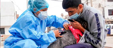 La vacuna contra la rabia es una de las más importantes dentro del esquema de vacunación para canes Chorrillos: Cerca de 23 mil perritos serán vacunados contra la rabia