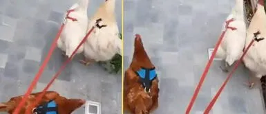 Gallinas se portan tranquilas cuando salen a caminar con su amo. Joven sale a pasear con sus gallinas con arnés y enamora a miles en las redes