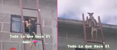 La canina se emocionó al ver a su amado can. Perro sube escalera para visitar a su 'novia' canina en el techo de su hogar