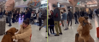 El perrito se emocionó al ver a su mamá humana. Perrito esperó a su joven dueña en aeropuerto y dio cálida bienvenida
