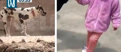 Ataque de perros deja grave a niña de 4 años en Trujillo Ataque de perros deja grave a niña de 4 años en Trujillo