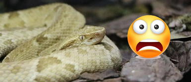 Niña es atacada por serpiente y ella mata al animal a mordidas Niña fue atacada por serpiente y ella mató al animal a mordidas