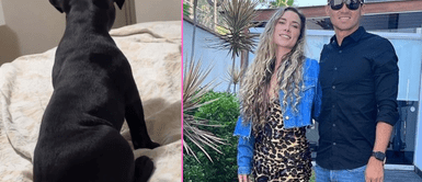 Rodrigo Cuba dedica tierna canción a su nuevo cachorro. Rodrigo Cuba muestra tierno video de su nuevo 'bebé' perruno en las redes