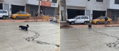 El perrito cometió travesura y se 'burló' de trabajadores. Perrito espera que trabajadores terminen de asfaltar para cometer tremenda travesura