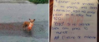 El perrito se hizo tendencia tras comprar las golosinas de su dueño Joven envía a su perrita a comprar 'Cheetos': "Si no atiende bien, mi mascota lo muerde"