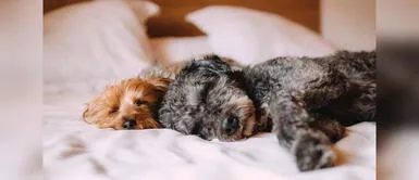 Los perrito tienen diferentes poses para dormir. ¿Qué significan las posiciones para dormir de tu perro?