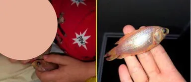 Menor de edad no sabía las consecuencias de dormir con el pececito. Niño duerme con su nueva mascota y esta muere por accidente: "Solo quería acariciarlo"