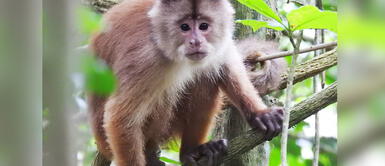 Uno de los primates peruanos en peligro de desaparición. Mono machín de Tumbes en la lista de los primates más amenazados del mundo