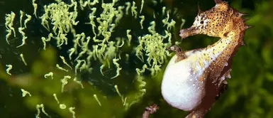 El impresionante momento en que un caballito de mar macho da a luz | VIDEO El impresionante momento en que un caballito de mar macho da a luz | VIDEO