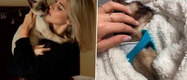 Macarena Gastaldo le dice adiós a su gatito en redes sociales. Macarena Gastaldo deja conmovedor mensaje tras muerte de su gato: "Fuiste mi compañerito"