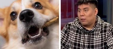 Joven cuenta en entrevista que dejó de ser vegano porque un perro lo mordió TikTok Viral: joven cuenta en entrevista que dejó de ser vegano porque un perro lo mordió
