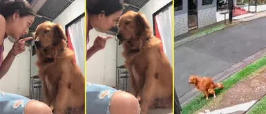 Perrito se puso triste tras recibir llamada de atención. Captan a perrito haciendo popó en el jardín del vecino y su dueña lo regaña