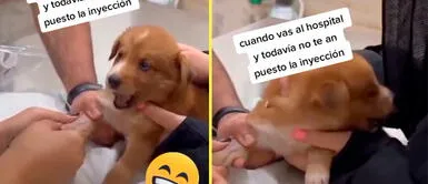 Cachorro se volvió viral por su desgarrador llanto. Perrito tiene miedo a inyección y su reacción enternece en redes: "Dramático"