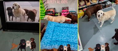 Perritos se ponen felices cuando llega el negociante a su tienda. Perritos esperan que negociante aperture su tienda para recibir croquetas gratis