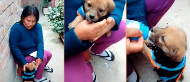 Perrito usa su chompita para protegerse del frío. Mujer tejió una chompa a su mascota para cuidarlo del frío: "Me daba pena mi Tarzancito"