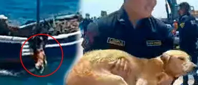 Perrito fue arrojado al mar y estuvo perdido más de una hora Perrito casi se ahoga en Huacho: fue arrojado al mar y estuvo perdido por más de una hora