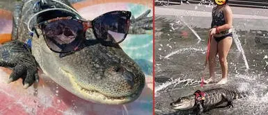 El reptil Wally es la mascota de una familia estadounidense Niña pasea a su cocodrilo con correa: "Le gusta recibir besos" | VIDEO