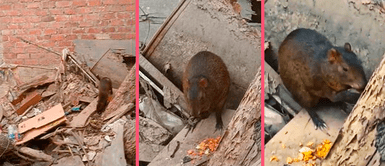 Peruano inspeccionaba terreno abandonado pero se choca con colosal roedor: “Mi ex después de tantos años” Peruano inspeccionaba terreno abandonado pero se choca con colosal roedor | VIDEO