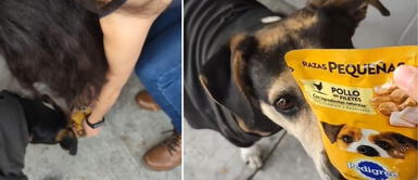 Perrito suele pedir comida a clientes de la tienda Oxxo. Perrito sin hogar espera dentro de tienda para recibir comida gratis de clientes