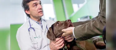 La rabia es una de las enfermedades más letales en mascotas. ¿Cuáles son los beneficios de vacunar a tu mascota contra la rabia?