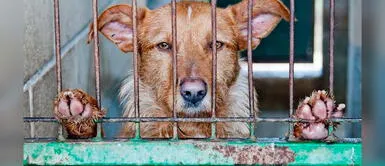 El maltrato animal animal es castigado en varios países. Adulto mayor es condenado a casi 2 años por maltrato animal en Panamá