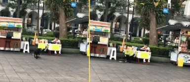 El perrito quedó impresionado al tumbar el negocio del joven. Perro derriba negocio de bebidas tras no poder frenar al montar su patineta