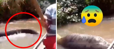 Navegaban felices por el Amazonas hasta que se toparon con una anaconda Navegaban felices por el Amazonas hasta que se toparon con una anaconda gigante | VIDEO