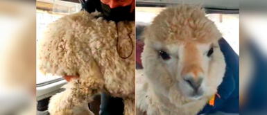 La llama disfrutó del viaje junto a su dueño en combi. Hombre se subió a transporte público con su llama: "Qué elegancia"