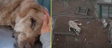 Perrito fue encontrado en estado crítico de salud. Perrito falleció tras sufrir maltrato animal en Lince: "Justicia para Hope"