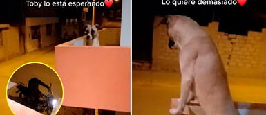 Perrito se emociona al ver a su papá humana en casa. Perrito espera a su dueño y corre de felicidad al verlo en casa: "Su mirada es tan inocente"