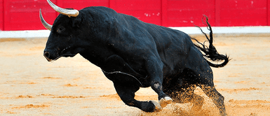 Joven de 18 años recibe cornada de toro en el ojo y fallece camino al hospital Joven de 18 años recibe cornada de toro en el ojo y fallece camino al hospital