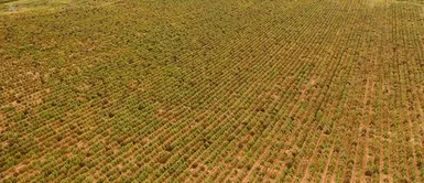 La Libertad: PNP erradica 9,000 plantones de marihuana en la provincia de Sánchez Carrión La Libertad: PNP erradica 9,000 plantones de marihuana en la provincia de Sánchez Carrión